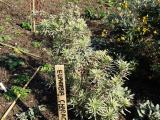 Euphorbia characias