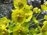 Euphorbia characias