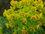 Euphorbia characias