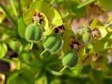 Euphorbia characias