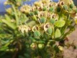 Euphorbia characias