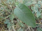 Salvia tomentosa