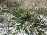 Verbascum pyroliforme