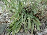 Erigeron acris