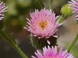 Erigeron acris