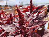 Amaranthus sp.