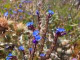 Anchusa leptophylla