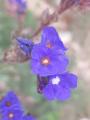 Anchusa leptophylla