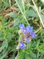 Anchusa leptophylla