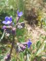 Anchusa leptophylla