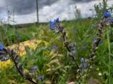 Anchusa leptophylla