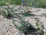 Anchusa leptophylla