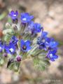 Anchusa leptophylla