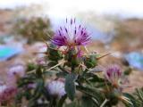 Centaurea iberica