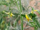 Solanum lycopersicum