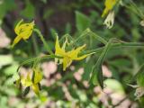 Solanum lycopersicum
