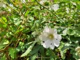 Alcea digitata