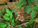 Ampelopsis orientalis