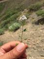 Thymus kotschyanus