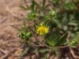 Potentilla meyeri