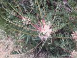 Astragalus cephalotes