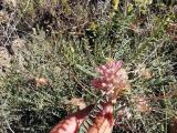 Astragalus cephalotes