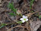 Minuartia juniperina