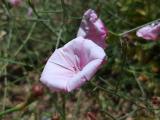 Convolvulus dorycnium