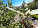 Quercus brantii