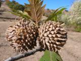 Quercus ithaburensis