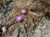 Carlina gummifera