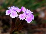 Dianthus masmenaeus