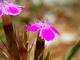 Dianthus masmenaeus