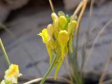 Linaria kurdica