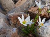 Zephyranthes candida