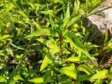 Polygonum persicaria