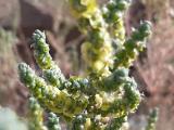 Halothamnus glaucus