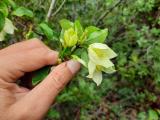 Clematis cirrhosa