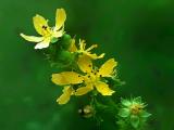 Agrimonia repens