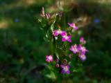 Centaurium tenuiflorum