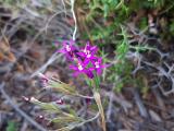 Centaurium tenuiflorum