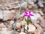 Centaurium tenuiflorum