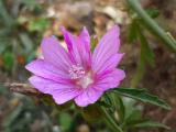 Malva alcea