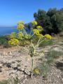 Ferula communis