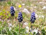 Muscari anatolicum