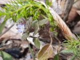 Veronica hederifolia