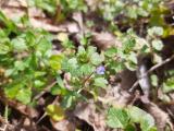 Veronica hederifolia