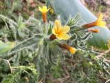 Alkanna hirsutissima