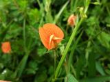 Lathyrus gorgoni