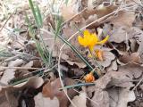 Crocus olivieri